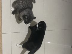 -天津前进宠物医院(前进道店)