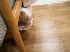 -滚猫咖啡·猫咖·猫友好撸猫(未来城店)