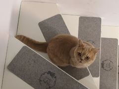 -团子家猫咪猫咖馆·柯基·柯尔鸭