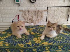 -平行世界·猫咖(首经贸店)