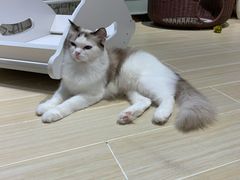-momokira米努特·德文卷毛猫·棉花面纱犬