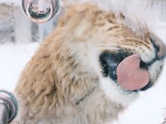 -横道河子东北虎林园