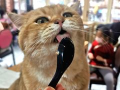 -猫小院猫主题餐厅(南锣旗舰店)