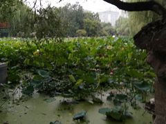 -莲湖公园