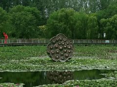 -微山湖红荷湿地景区