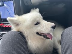 -翊宠yipet猫狗购宠庄园犬舍•猫舍