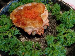 -吉屋烤肉(八宝街店)