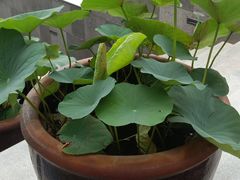 -阳阳中国饭(龙湖大兴天街)