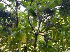 -广州神农草堂中医药博物馆