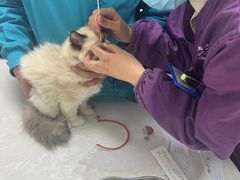 -中农国际动物医院24小时·猫科·骨科·急重症中心