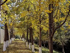 -西安汉城湖景区
