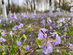 -大兴滨河森林公园