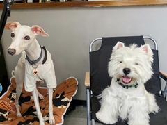 -瑞派宠物医院·犬猫全科·猫友好(宾水西道店)