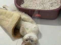 -1013 PET SHOP精品宠物商店(丁香店)