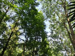 -合肥滨湖国家森林公园