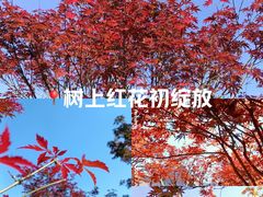 -广州市帽峰山景区