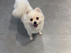 -伟伟宠物医院·CT影像中心·瑞派犬猫综合性门诊(汉口总院)