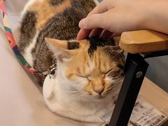 -Again Coffee Roaster(香蜜湖店)