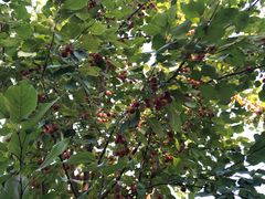 -哈密回王府景区