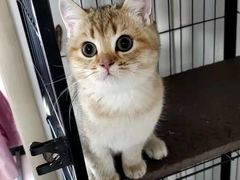 -宠颐生中康贝怡动物医院