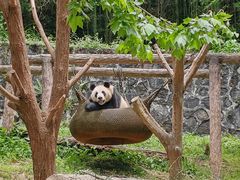 -都江堰中华大熊猫苑