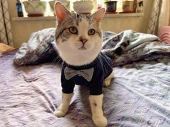 -宠爱国际动物医院· 猫科· 外科·中兽医(长白店)