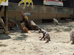 -宫城藏王狐狸村