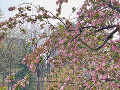 -元大都城垣遗址公园