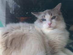 -飞行喵MR PILOT|猫舍·猫咖(静安大融城店)