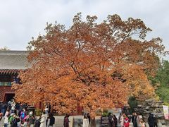 -香山公园