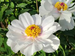 -合肥滨湖国家森林公园