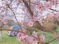 -贡湖湾湿地公园