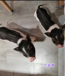 -Moni星球萌宠·小马宝莉·灵蛇·高端高阶全萌宠互动体验俱乐部(红豆国际广场店)