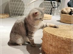 -猫儿山۰猫主题餐厅