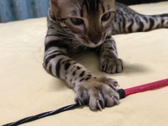 -猫大福·Fortune Cat猫舍(百子湾店)