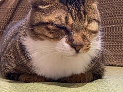 -御宝贝·A梦猫科宠物医院(国际猫友好医院)