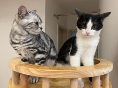 -有喵·猫咖·狗咖·40+猫狗有小奶狗(岗厦店)