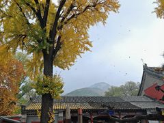 -泰山风景名胜区-普照寺