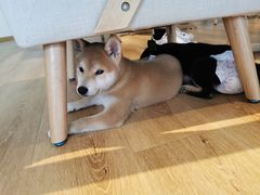 -柴犬小屋·柴餐厅·狗咖食堂(金鼎广场店)