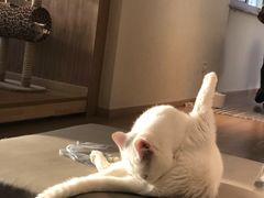 -猫腻·猫咖·撸猫馆(星光大道店)