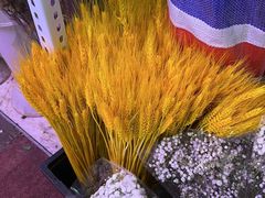 -花鸟鱼虫鲜花绿植市场(玉泉路店)