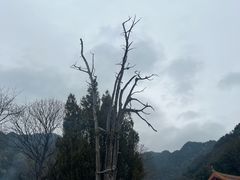 -灵光寺