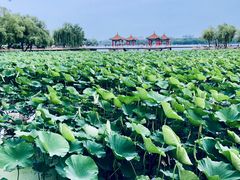 -长春市南湖公园