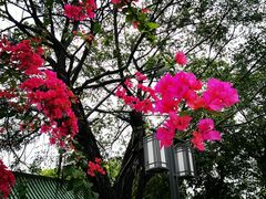 -顺峰山公园