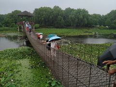 -荷塘月色湿地公园·向阳花洲