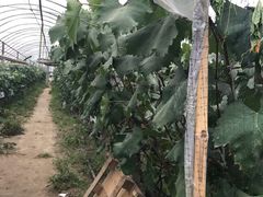 -马陆小张葡萄园农家乐