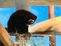 -栾川竹海野生动物园