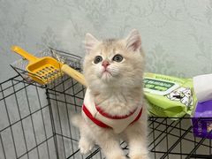 -欣宠猫屋·矮脚拿破仑·蓝金金渐层