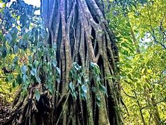 -中国科学院西双版纳热带植物园
