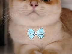 -萌兽医馆·宠物医院·猫骨科(创景店)